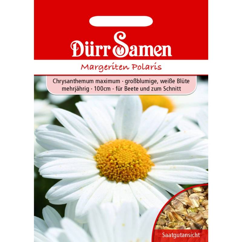 Dürr Samen Margeriten Polaris Weiß Mehrjährig Saatgut von Dürr Samen