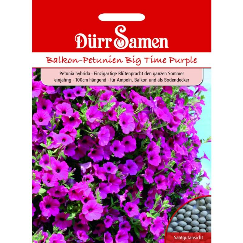 Dürr Samen Petunien Purple Wave F1 Einjährig Saatgut von Dürr Samen
