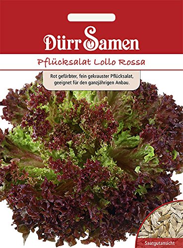 Dürr Samen Pflücksalat Lollo Rossa, knackig & robust von Dürr-Samen