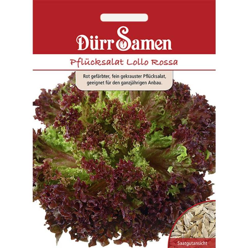 Dürr Samen Pflücksalat Lollo Rossa Saatgut von Dürr Samen