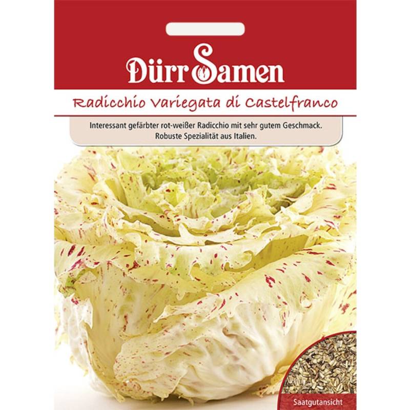Dürr Samen Radicchio Variegata Di Castelfranco Saatgut Dürr Samen Radicchio Variegata Di Castelfranco Saatgut von Dürr Samen