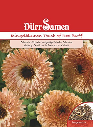 Dürr-Samen Ringelblume Touch of Red Buff von Dürr-Samen
