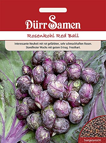 Dürr Samen - Rosenkohl Red Ball von Dürr-Samen