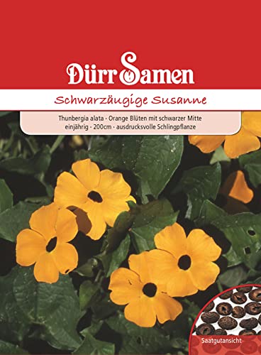 Schwarzäugige Susanne Samen Schlingpflanze Kletterpflanze Orangefarbige Blüten ca 30 Korn Saatgut Blumensamen Garten Hochbeet Kübel Dürr Samen von Dürr-Samen