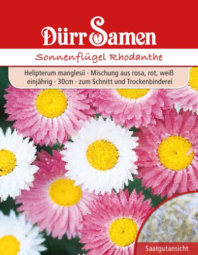 Dürr-Samen Sonnenflügel Rhodanthe Saatgut von Dürr-Samen