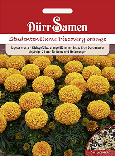 Dürr-Samen - Studentenblumen Discovery orange einjährig 25 cm Saatgut von Dürr-Samen