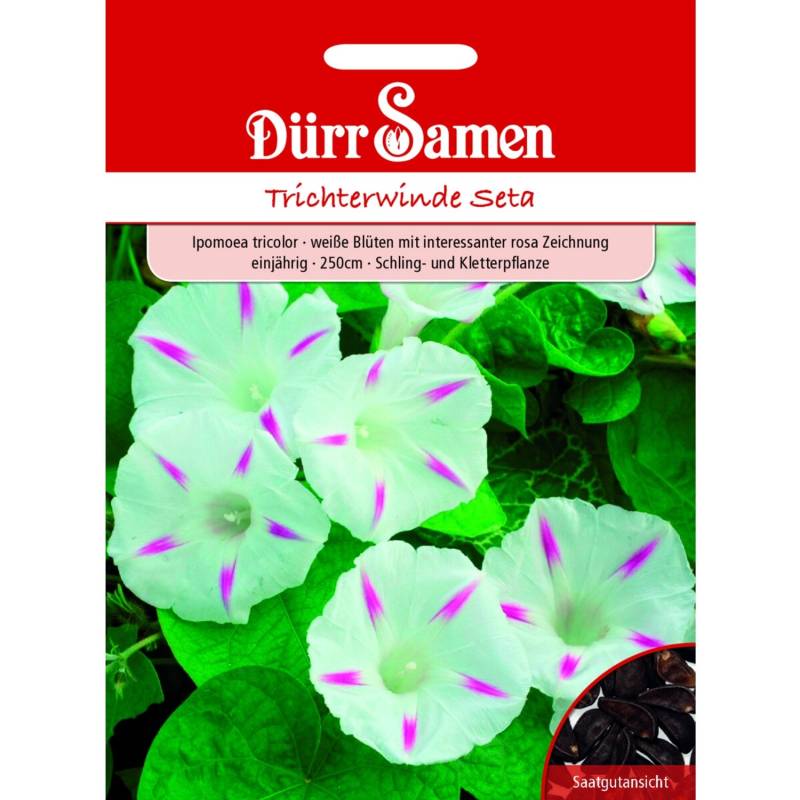 Dürr Samen Trichterwinde Seta Weiß Mit Rosa Zeichnung Saatgut von Dürr Samen