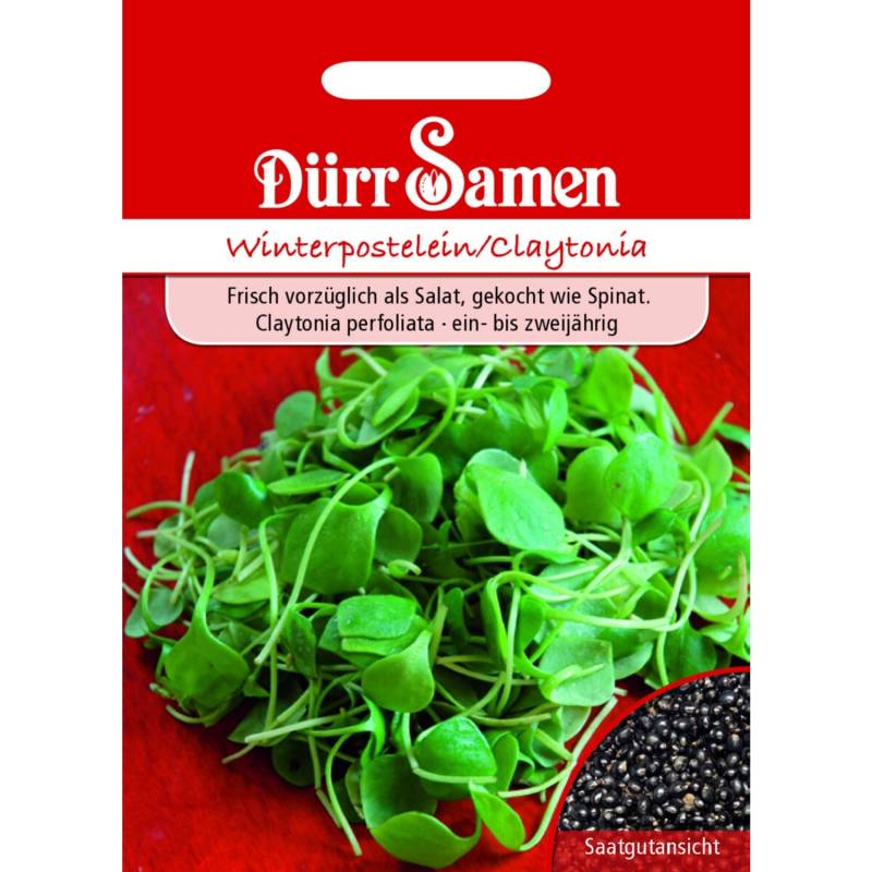 Dürr Samen Winterpostelein Saatgut von Dürr Samen