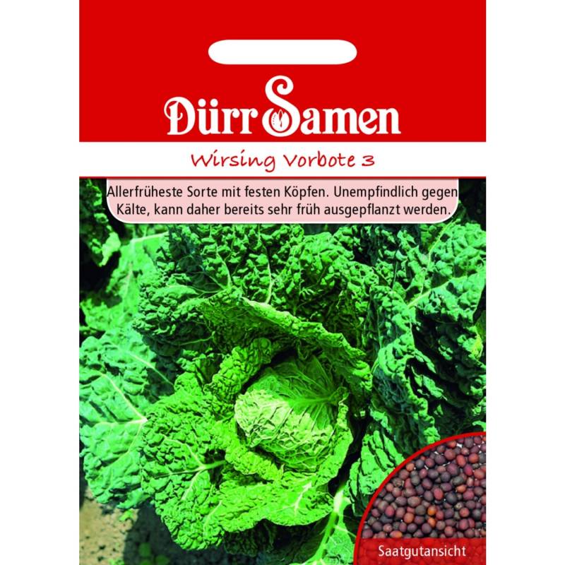 Dürr Samen Wirsing Vorbote Saatgut von Dürr Samen
