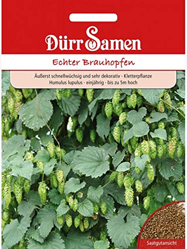 Echter Brauhopfen (Humulus lupulus), äußerst schnellwüchsige und sehr dekorative Kletterpflanze bis zu 5 Meter höhe von Dürr-Samen