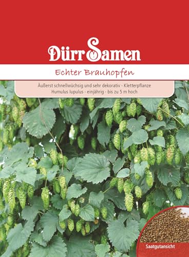 Echter Brauhopfen Humulus lupulus von Dürr-Samen