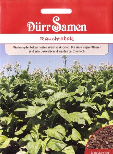 Echter Rauchtabak, Nicotiana tabacum, ca. 80 Samen von Dürr-Samen