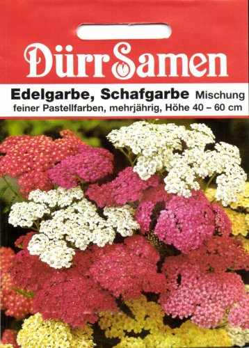 Edelgarbe, Schafgarbe Mischung von Dürr-Samen von Dürr-Samen