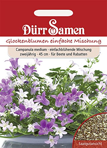 Glockenblumen einfache Mischung von Dürr-Samen