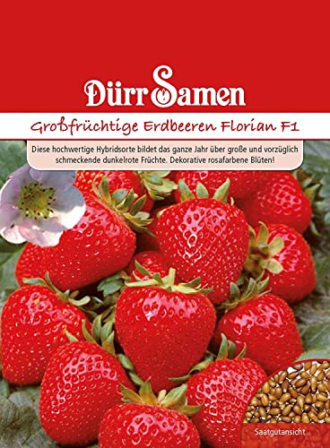 Erdbeerensamen Großfrüchtige Erdbeeren Samen Florian F1 Beerensamen Rote Früchte ca 15 Korn Saatgut Obst Obstsamen Garten Hochbeet Kübel Dürr Samen von Dürr-Samen