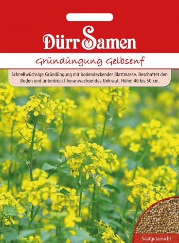 Gründüngung Gelbsenf 500 g von Dürr-Samen