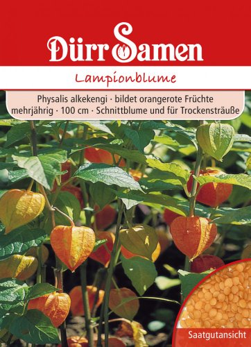 Dürr-Samen Lampionblume Saatgut von Dürr-Samen