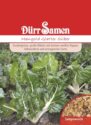 Mangold Samen Glatter Silber Mangoldsamen ca 125 Korn Saatgut Gemüse Gründüngung Balkon Garten Hochbeet Kübel Dürr Samen von Dürr-Samen