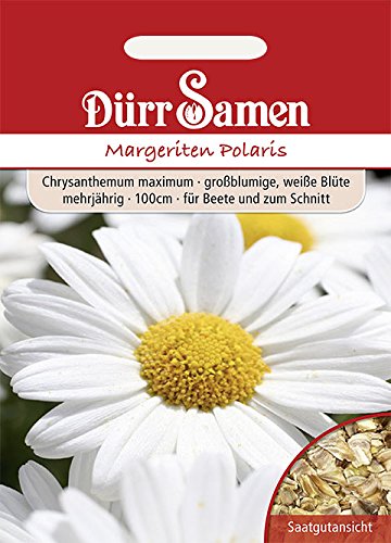Dürr-Samen - Margeriten Polaris weiß mehrjährig 100 cm Saatgut Dürr-Samen - Margeriten Polaris weiß mehrjährig 100 cm Saatgut von Dürr-Samen
