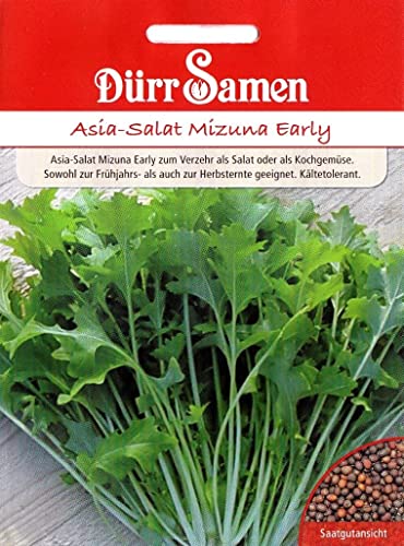 Mizuna Early Samen Asia Salat samenca 500 Korn schnellwüchsig & kältetolerant, Brassica oleracea Asiasalat Salatsamen Saatgut Garten Hochbeet Gewächshaus Dürr Samen Mizuna Early Samen Asia Salat samenca 500 Korn schnellwüchsig & kältetolerant, Brassica oleracea Asiasalat Salatsamen Saatgut Garten Hochbeet Gewächshaus Dürr Samen von Dürr-Samen