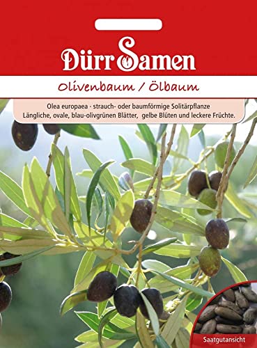 Olivenbaum Samen Ölbaum Olivenbaumsamen Solitärpflanze Strauch ca 8 Korn Saatgut Garten Kübel Dürr Samen von Dürr-Samen