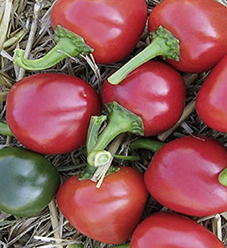 Paprika Kirsch Paprika Hot Basket Samen von Dürr-Samen