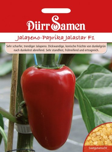 Paprikasamen - Jalapeno-Paprika Jalastar F1 von Dürr-Samen von Dürr-Samen