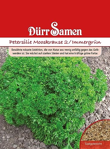 Petersilie Samen Mooskrause 2 Immergrün Petersiliesamen ca 2500 Korn Küchenkräuter Kräutersamen Saatgut Mehrjährig Balkon Garten Hochbeet Kübel Dürr Samen von Dürr-Samen