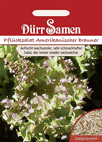 Dürr-Samen - 1.000 x Pflücksalat "Amerikanischer Brauner" Saatgut für Garten, Hochbeet & Gewächshaus - Gemüsesamen Saat für Gemüsegarten - Salatsamen nachhaltig - Salat Samen zum Pflanzen von Dürr-Samen