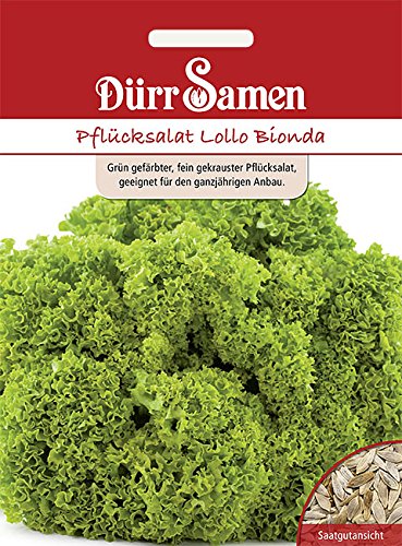 Dürr-Samen - Pflücksalat Lollo Bionda Saatgut von Dürr-Samen