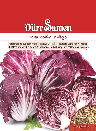 Radicchio Samen Indigo Chicoree Zichoriensalat Roter Radicchiosamen Salat ca 40 Korn Saatgut Balkon Garten Hochbeet Kübel Dürr Samen von Dürr-Samen