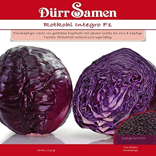 Rotkohl Integro F1 von Dürr-Samen