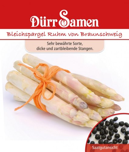 Rübensamen - Bleichspargel Ruhm von Braunschweig von Dürr-Samen von Dürr-Samen