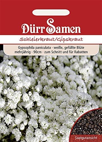 Schleierkraut Samen weiß gefüllt Gipskraut Trockenblume mehrjährig Höhe 90 cm ca 300 Korn saatgut Schnitt Staudenrabatten Garten Hochbeet Kübel Dürr Samen von Dürr-Samen