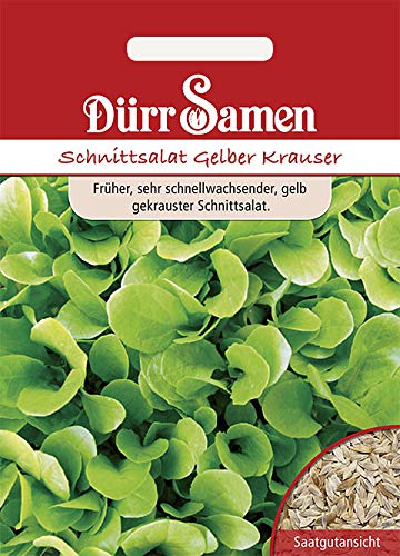 Dürr-Samen - 1.000 x Schnittsalat "Gelber Krauser" Saatgut für Garten, Hochbeet & Gewächshaus - Gemüsesamen Saat für Gemüsegarten zum Pflanzen - Salatsamen nachhaltig - Salat Samen zum Anbauen von Dürr-Samen