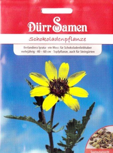 Schokoladenpflanze, Berlandiera lyrata, ca. 10 Samen von Dürr-Samen