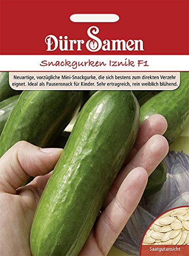 Gurken Samen Mini Snack Gurke Iznik bitterfrei Samen Gurkensamen Saatgut ca 5 Korn Rein weiblich blühend Gemüse Garten Hochbeet Kübel Dürr Samen von Dürr-Samen