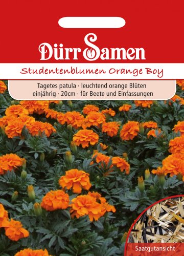 Studentenblumen Orange Boy von Dürr-Samen