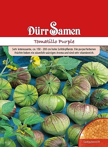 Tomatillo Samen Purple Tomatillosamen ca 200 cm hohe Solitärpflanze ca 25 Korn Saatgut Robust Ertragreich Garten Hochbeet Kübel Dürr Samen von Dürr-Samen