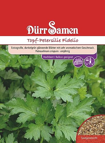 Topf Petersilie Samen Fidelio Petersiliesamen ca 1500 Korn Küchenkräuter Kräutersamen Saatgut Mehrjährig Balkon Garten Hochbeet Kübel Dürr Samen von Dürr-Samen