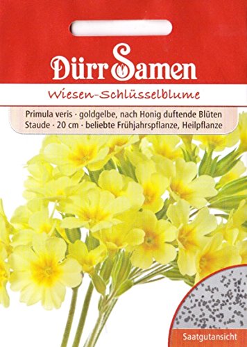 Wiesen-Schlüsselblume, Primula veris, ca. 80 Samen von Dürr-Samen