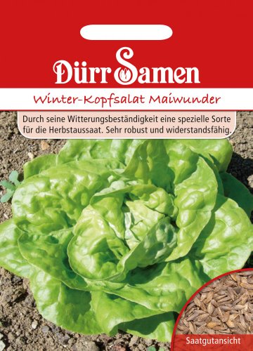 Winter Kopfsalat Samen Maiwunder Salatsamen Wintersalat ca 1000 Korn Saatgut Garten Hochbeet Gemüse Dichter Wuchs Dürr Samen von Dürr-Samen