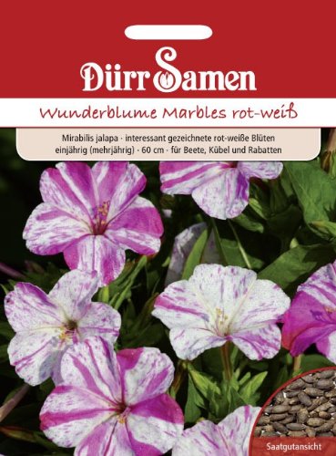 Wunderblume Marbles rot-weiß von Dürr-Samen