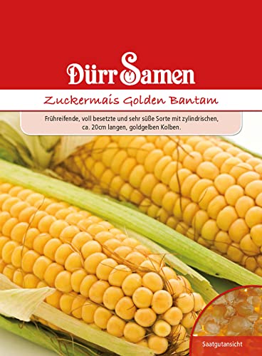 Zuckermais Samen Golden Bantam Zuckermaissamen Maissamen Mais ca 65 Korn Saatgut Garten Hochbeet Kübel Dürr Samen von Dürr-Samen