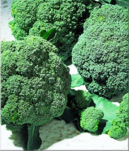 Brokkoli Marathon Samen Brokkoli Marathon Samen von Dürr