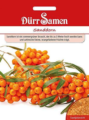 Dürr samen Sanddorn Sommergrüner Strauch bis 3 Meter hoch orangefarbene Früchte ca.20 Samen von Dürr