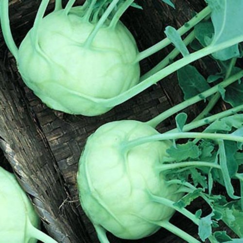 Kohlrabi Lanro Samen Kohlrabi Lanro Samen von Dürr