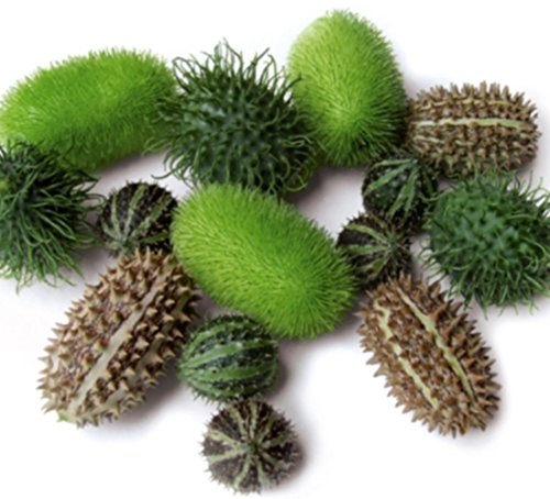 Kürbis Ziergurken Baby Picks Samen Kürbis Ziergurken Baby Picks Samen von Dürr