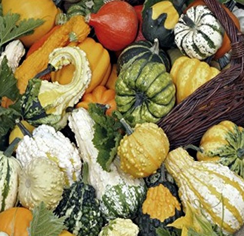 Kürbis Zierkürbis Kleinfrüchtige Sorten Mischung Samen Kürbis Zierkürbis Kleinfrüchtige Sorten Mischung Samen von Dürr