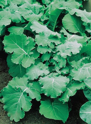 Markstammkohl/Futterkohl Samen Markstammkohl/Futterkohl Samen von Dürr